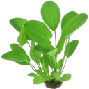 Dennerle Plants Echinodorus cordifolius - Harbich Red - 1 k.