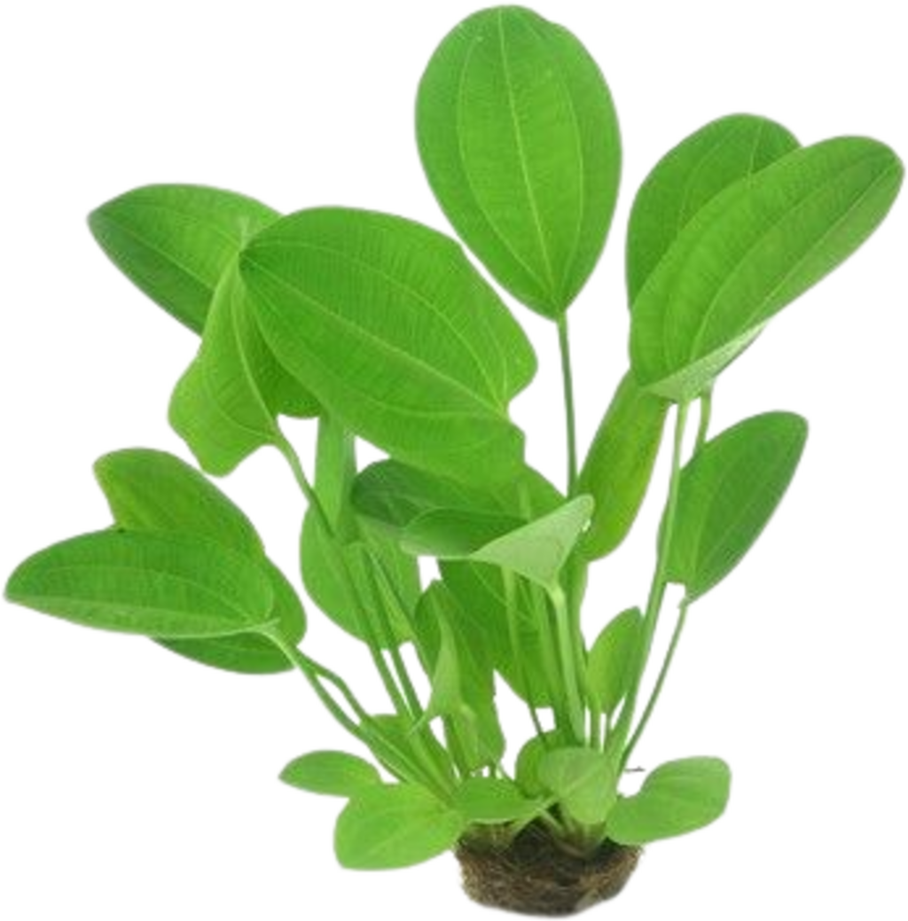 Dennerle Plants Echinodorus cordifolius - Harbich Red - 1 pcs