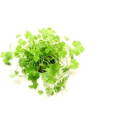 Dennerle Plants Hydrocotyle tripartita - 1 pcs