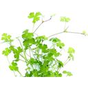 Dennerle Plants Hydrocotyle tripartita - 1 pcs