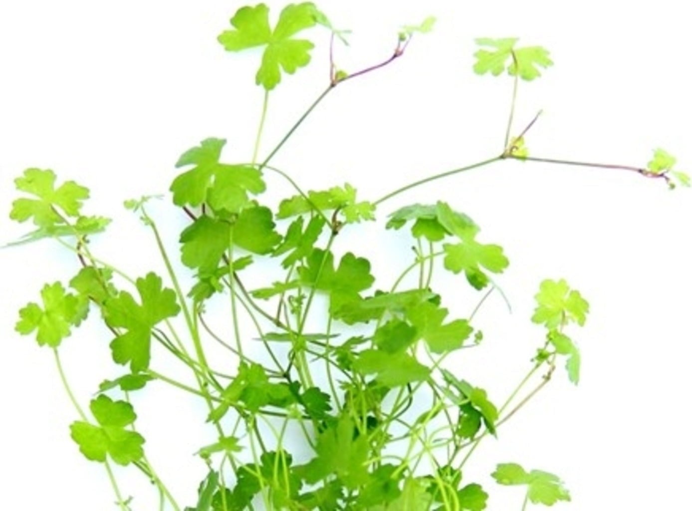 Dennerle Plants Hydrocotyle tripartita - 1 Stk
