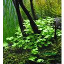 Dennerle Plants Hydrocotyle tripartita - 1 pcs