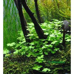 Dennerle Plants Hydrocotyle Tripartita - 1 stuk