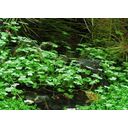 Dennerle Plants Hydrocotyle tripartita - 1 pcs