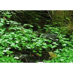 Dennerle Plants Hydrocotyle tripartita - 1 pz.