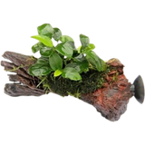 Anubias nana bonsai op Nanowood met Zuignap