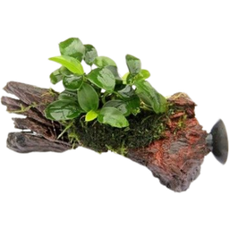 Anubias nana Bonsai auf Nanowood mit Sauger - 1 Stk