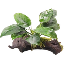 Anubias barteri on Root with Suction Cups - 1 Pc