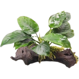 Dennerle Plants Anubias barteri su Radice con Ventosa