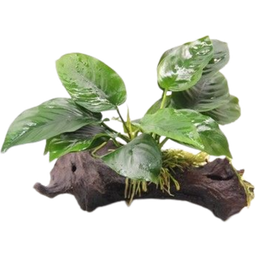 Anubias barteri on Root with Suction Cups - 1 Pc