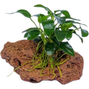 Dennerle Plants Anubias nana Bonsai su Pietra - 1 pz.