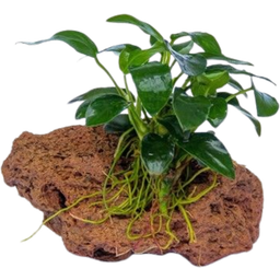 Dennerle Plants Anubias nana Bonsai on Stone - 1 Pc