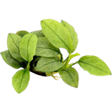Dennerle Plants Anubias nana Jade