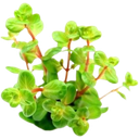 Dennerle Plants Rotala rotundifolia Orange Juice - 1 Stk