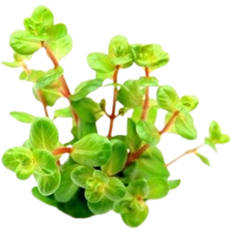 Dennerle Plants Rotala rotundifolia Orange Juice - 1 stuk