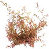 Dennerle Plants Rotala rotundifolia sp.H'Ra