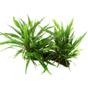 Tropica Microsorum pteropus sur racine XL - 1 pcs