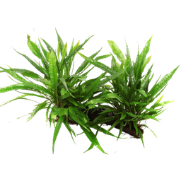 Tropica Microsorum pteropus sur racine XL - 1 pcs