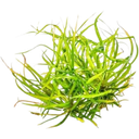 Dennerle Plants Helanthium tenellum 'Red' CUP - 1 ud.