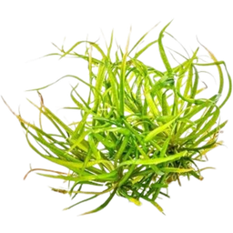 Dennerle Plants Helanthium tenellum 'Red' CUP - 1 Stk