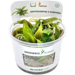 Dennerle Plants Cryptocoryne x purpurea CUP - 1 db