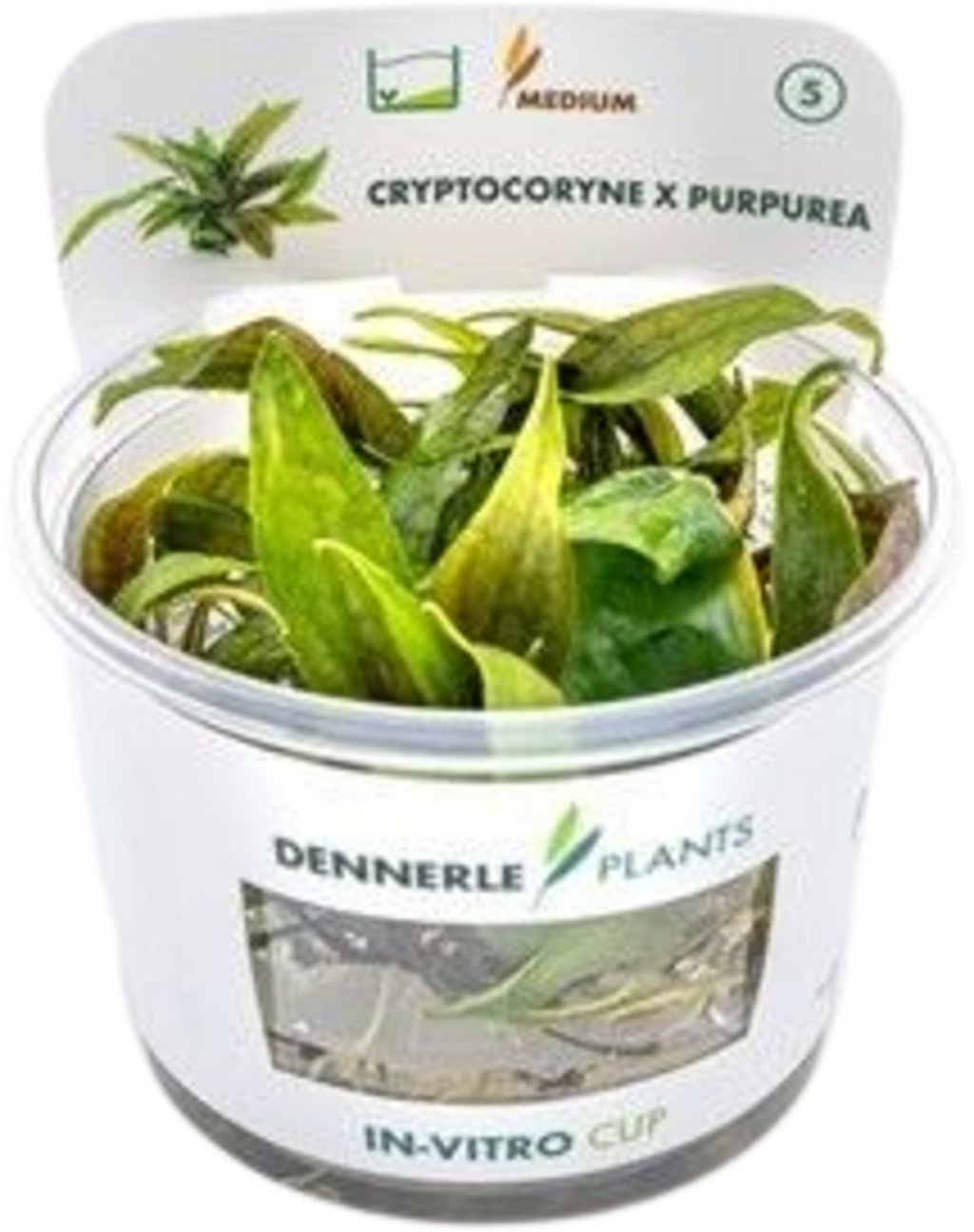 Cryptocoryne x purpurea CUP