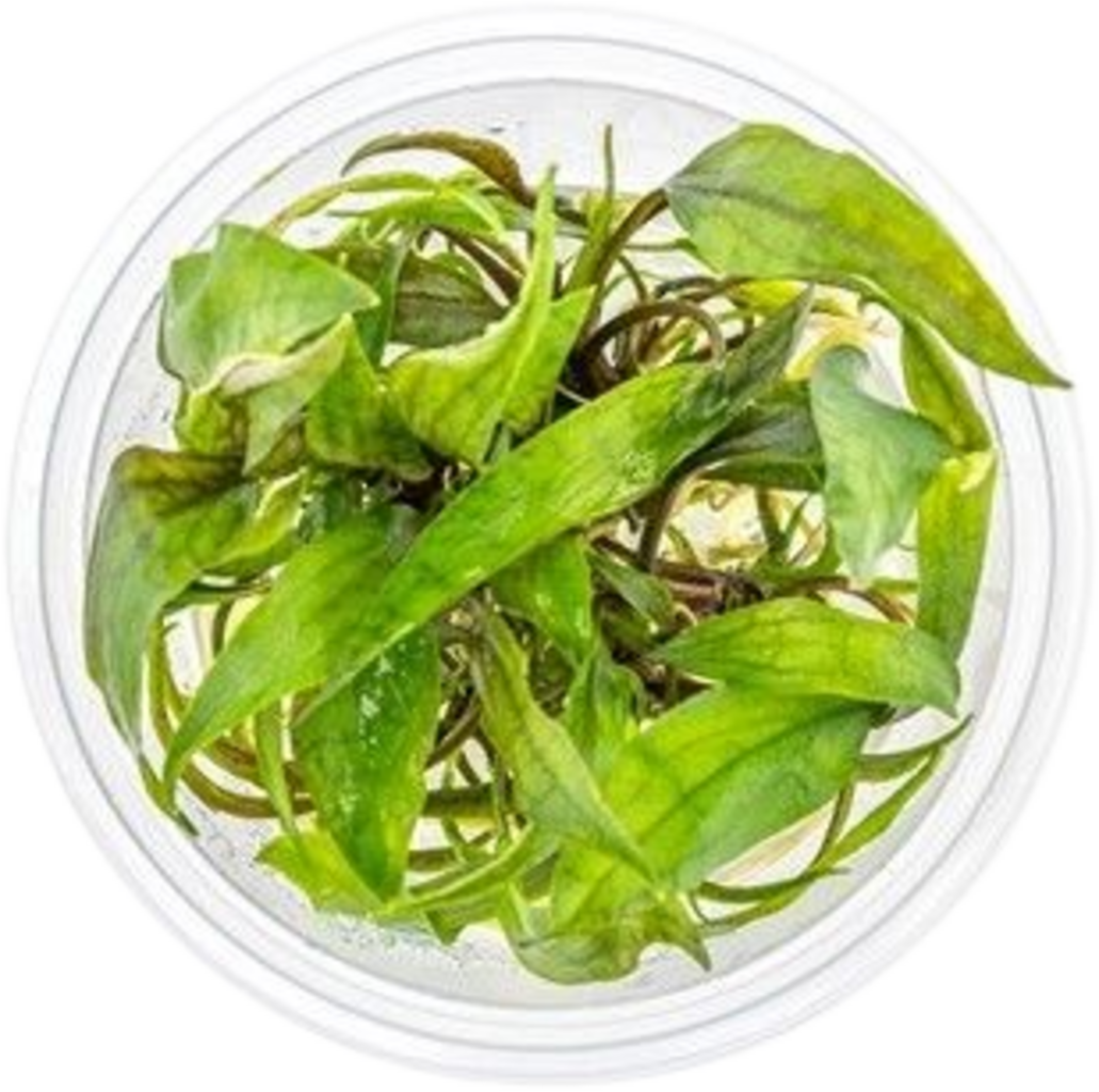 Dennerle Plants Cryptocoryne x purpurea CUP - 1 Stk