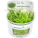 Dennerle Plants Eleocharis pusilla CUP - 1 k.