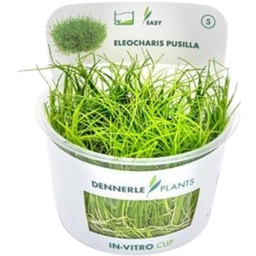 Dennerle Plants Eleocharis pusilla CUP - 1 st.