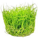 Dennerle Plants Eleocharis pusilla CUP - 1 db