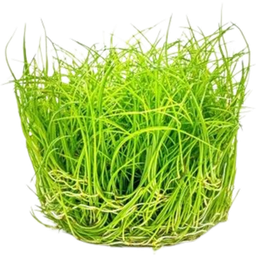 Dennerle Plants Eleocharis pusilla CUP - 1 pcs