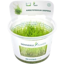 Dennerle Plants Amblystegium serpens CUP - 1 db