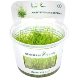 Dennerle Plants Amblystegium serpens CUP - 1 k.