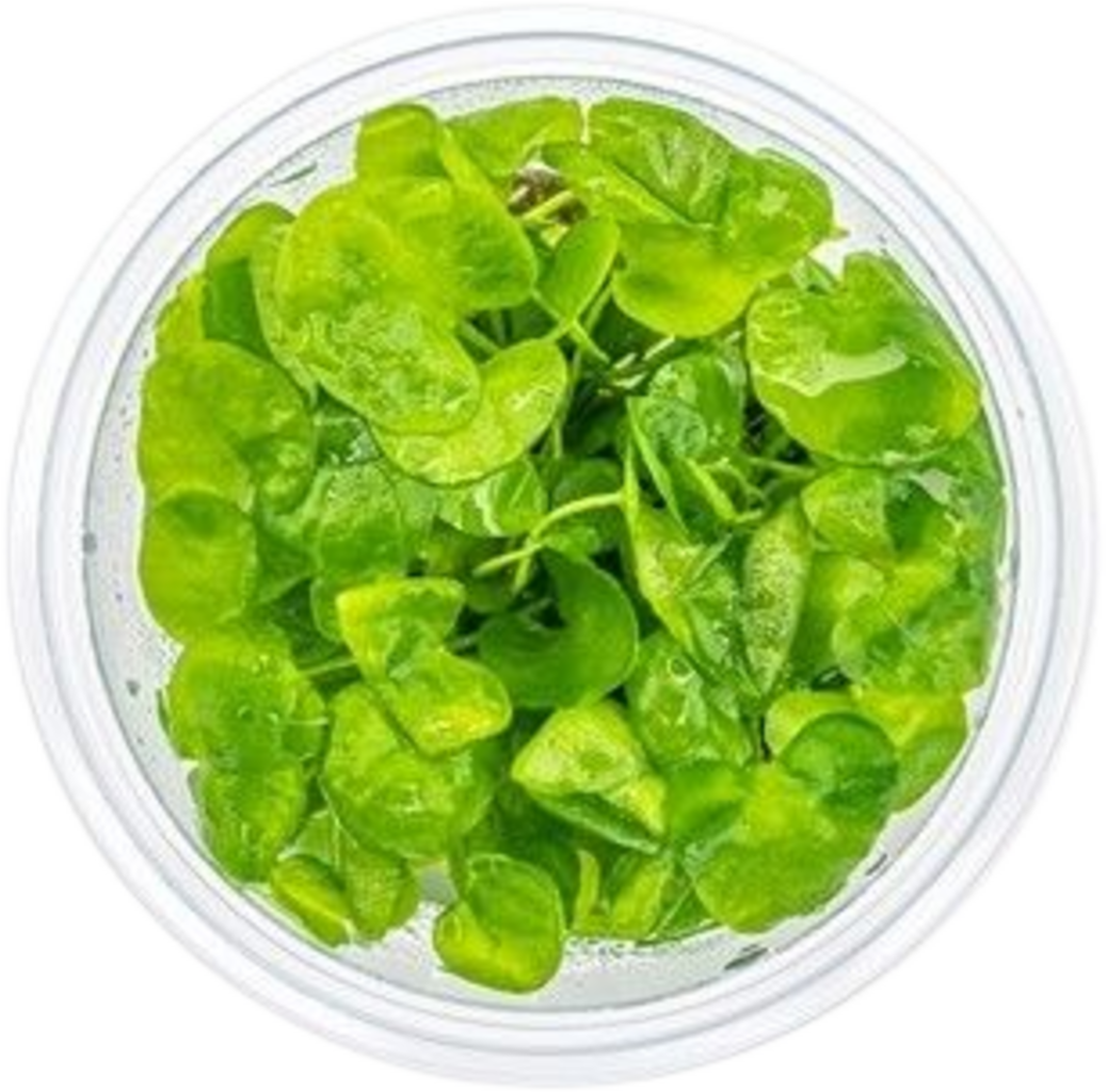 Dennerle Plants Nymphoides sp. 'Taiwan' CUP - 1 pcs