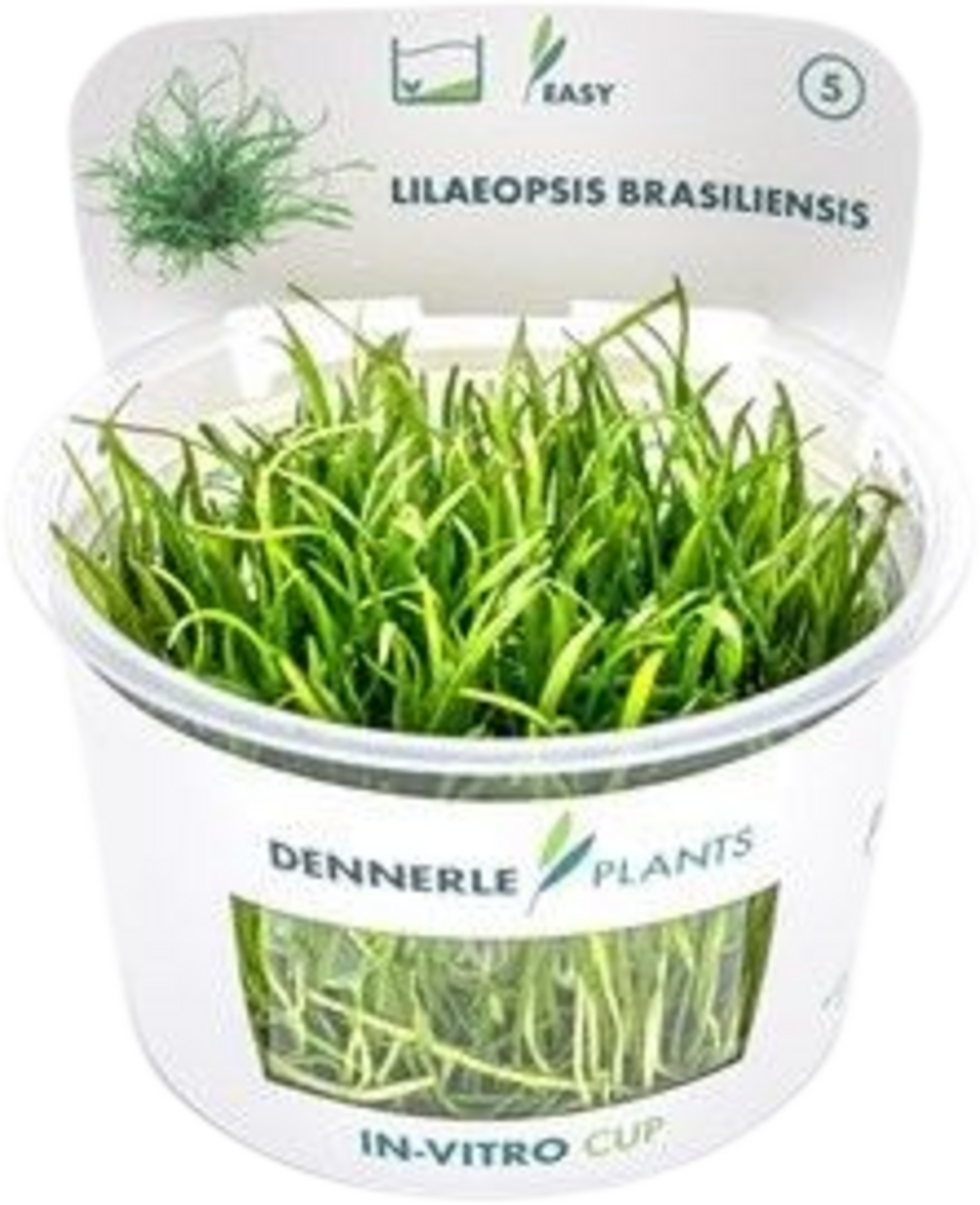 Dennerle Plants Lilaeopsis brasiliensis CUP - 1 pcs