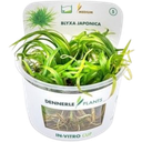 Dennerle Plants Blyxa japonica CUP - 1 db