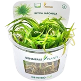 Dennerle Plants Blyxa japonica CUP