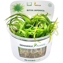 Dennerle Plants Blyxa Japonica CUP - 1 pcs