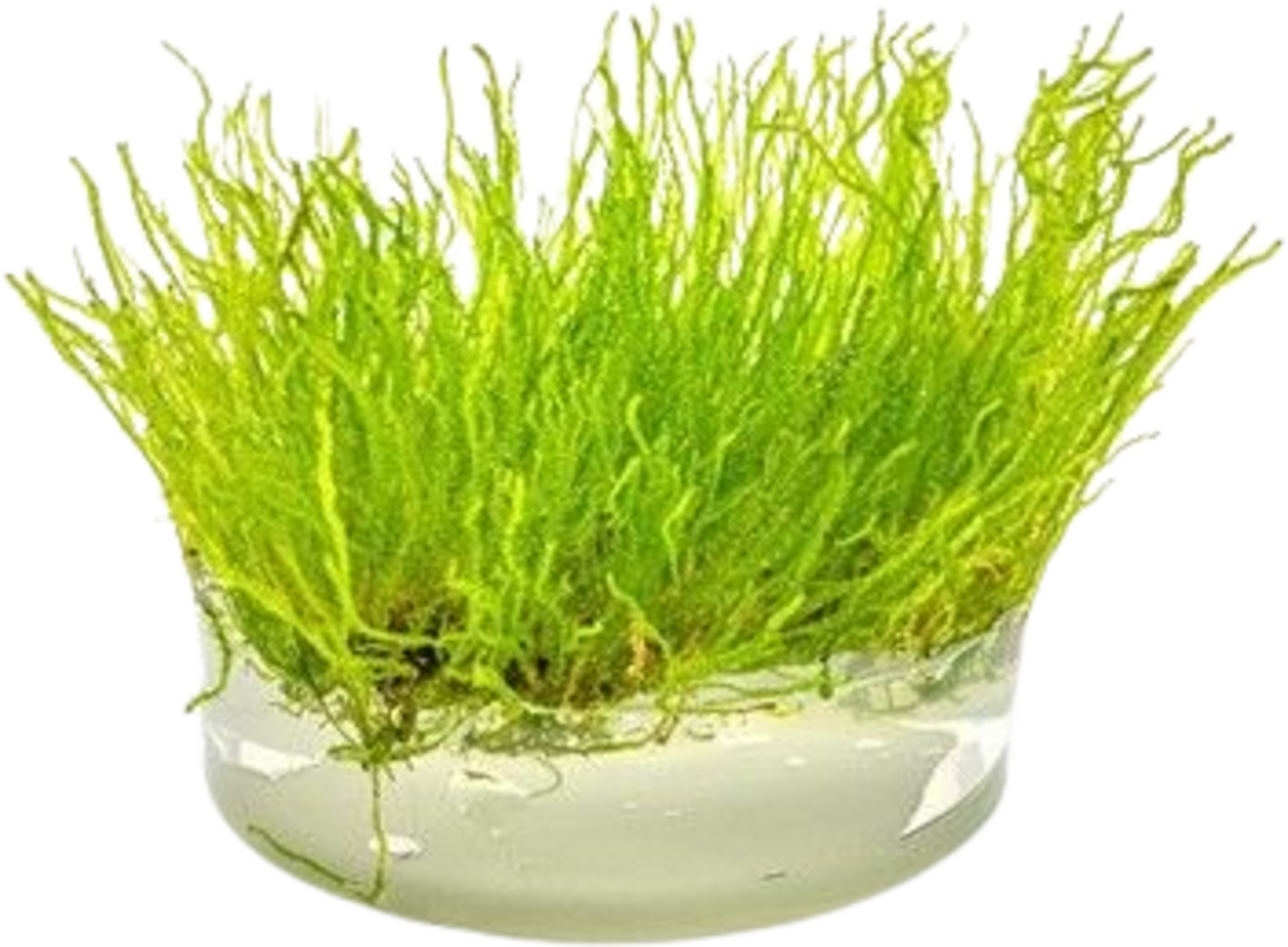 Dennerle Plants Taxiphyllum sp. 'Flame Moos' CUP - 1 k.