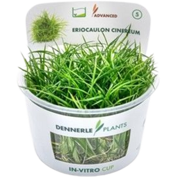 Dennerle Plants Eriocaulon cinereum CUP - 1 db