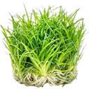 Dennerle Plants Eriocaulon cinereum CUP - 1 pcs