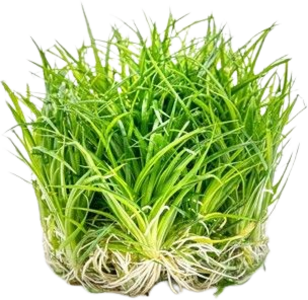 Dennerle Plants Eriocaulon cinereum COPA - 1 ud.