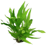 Dennerle Plants Microsorum pteropus