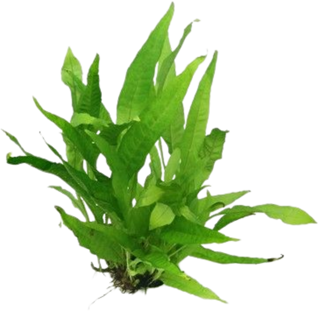 Dennerle Plants Microsorum pteropus - 1 pz.