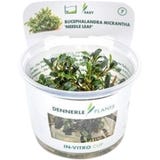 Bucephalandra micrantha - Needle Leaf - CUP