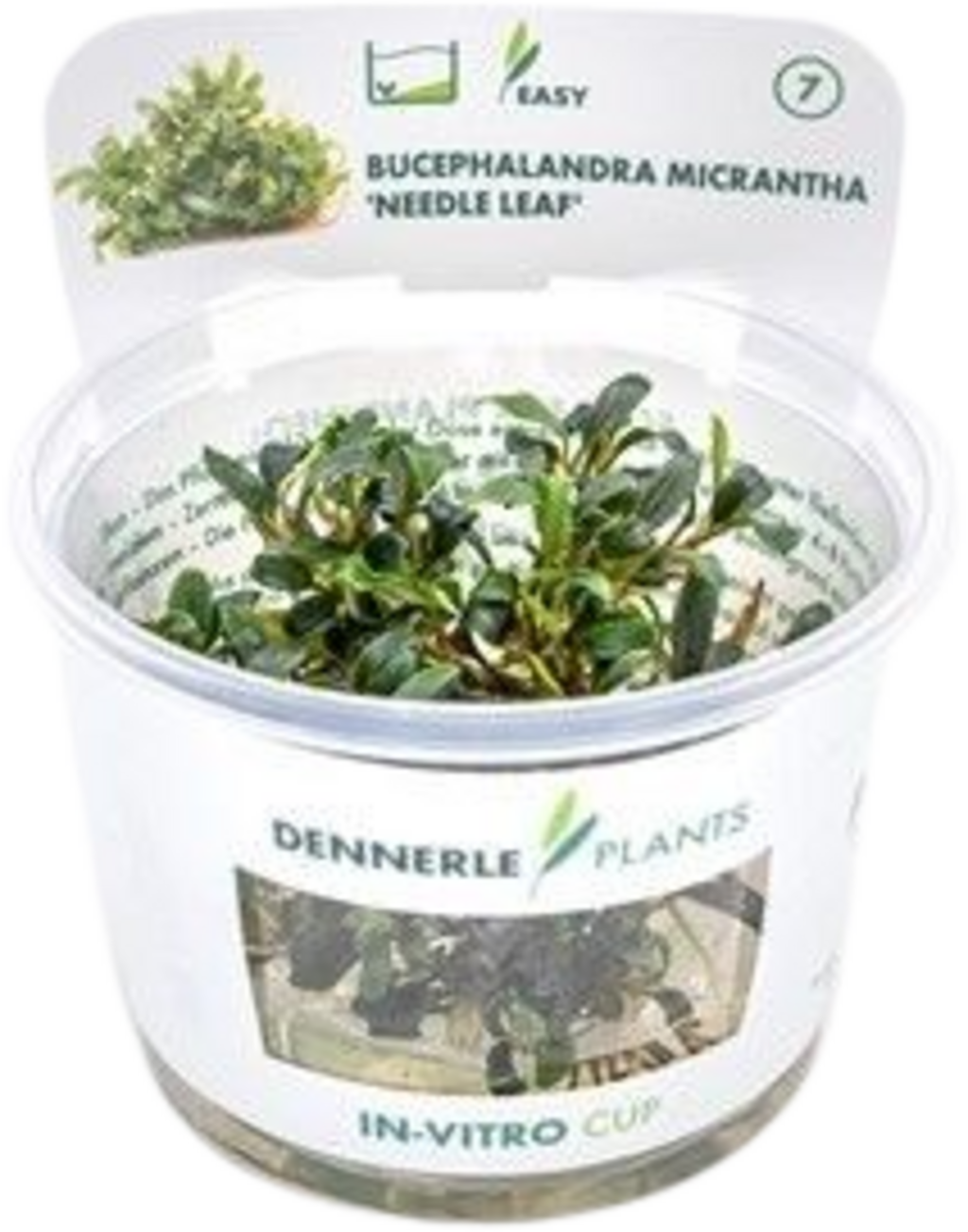 Bucephalandra micrantha - Needle Leaf - CUP - 1 pcs