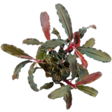 Dennerle Plants Bucephalandra sp. - Red Scorpio