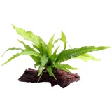 Dennerle Plants Microsorum pteropus auf Wurzel