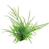 Dennerle Plants Microsorum pteropus Trident