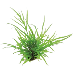 Dennerle Plants Microsorum pteropus Trident - 1 ks